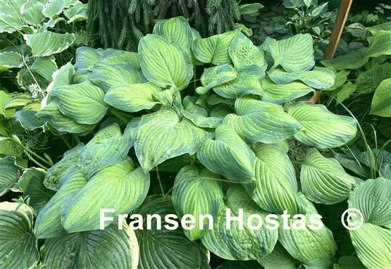 Hosta Ambrosia